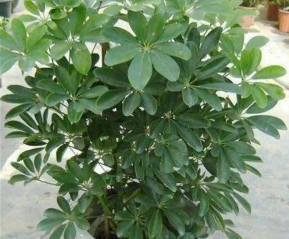 養鴨腳木,怎樣管理才能讓它長得旺盛?