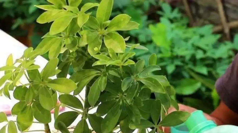養鴨腳木,怎樣管理才能讓它長得旺盛?