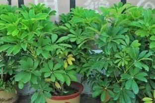 養鴨腳木，怎樣管理才能讓它長得旺盛？