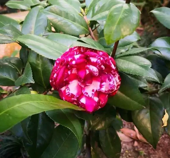 茶花葉子乾枯一碰就掉怎麼補救