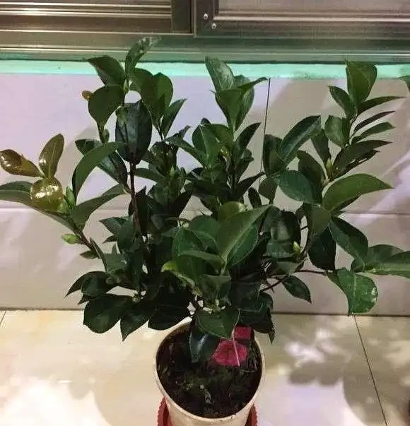 茶花葉子乾枯一碰就掉怎麼補救