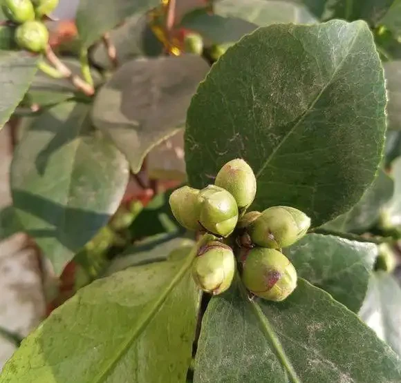 茶花葉子乾枯一碰就掉怎麼補救