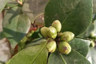 茶花葉子乾枯一碰就掉怎麼補救