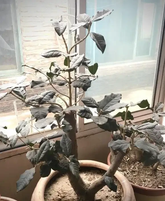 木樨「落葉嚴重」,入春後,變成了光桿司令,趕緊剪枝,換土
