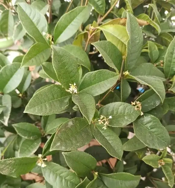木樨「落葉嚴重」,入春後,變成了光桿司令,趕緊剪枝,換土
