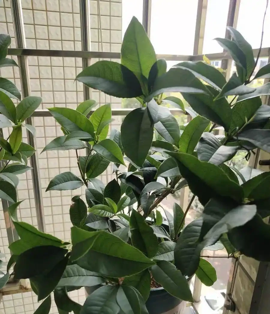 木樨「落葉嚴重」,入春後,變成了光桿司令,趕緊剪枝,換土