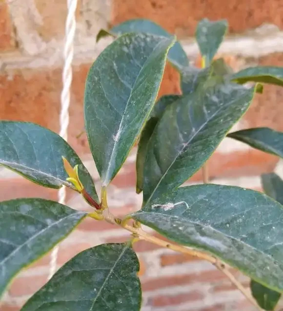 木樨「落葉嚴重」,入春後,變成了光桿司令,趕緊剪枝,換土