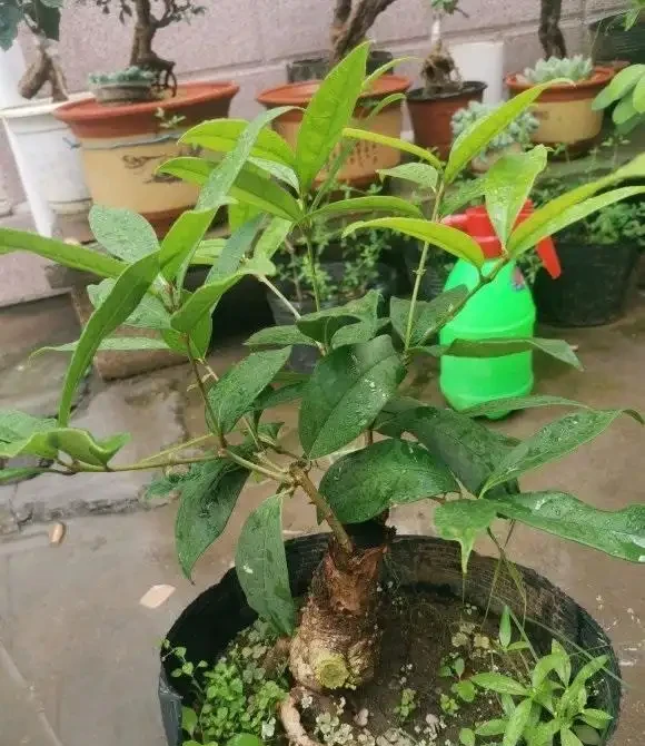 木樨「落葉嚴重」,入春後,變成了光桿司令,趕緊剪枝,換土