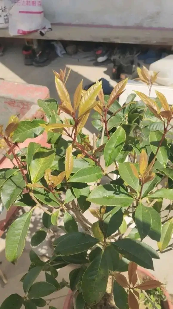 木樨「落葉嚴重」,入春後,變成了光桿司令,趕緊剪枝,換土