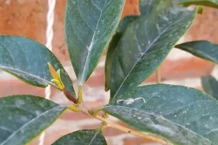 木樨「落葉嚴重」，入春後，變成了光桿司令，趕緊剪枝，換土