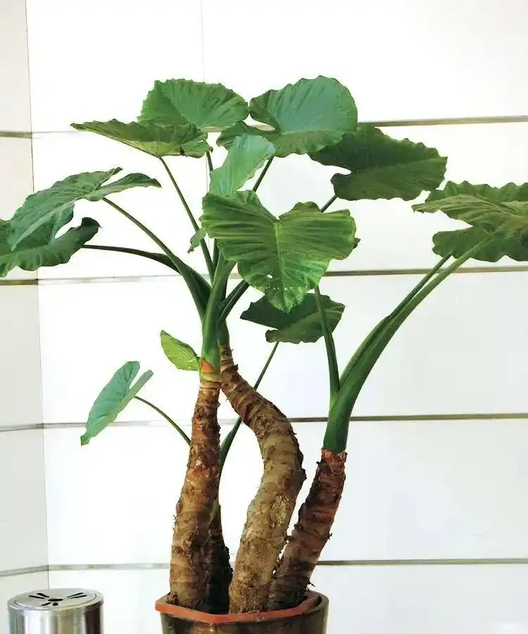 都說海芋有毒，為什麼還有人在養？看完本文你就懂了！