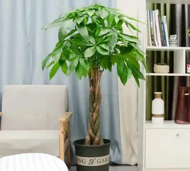 春天養發財樹，經常澆這3種水，葉子綠油油的，越養越精神！