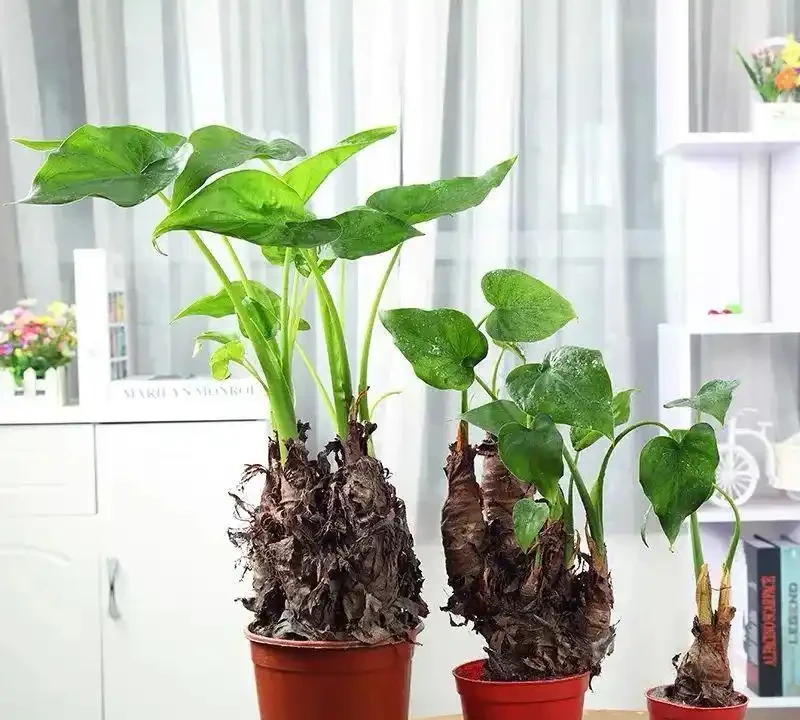 都說海芋有毒，為什麼還有人在養？看完本文你就懂了！