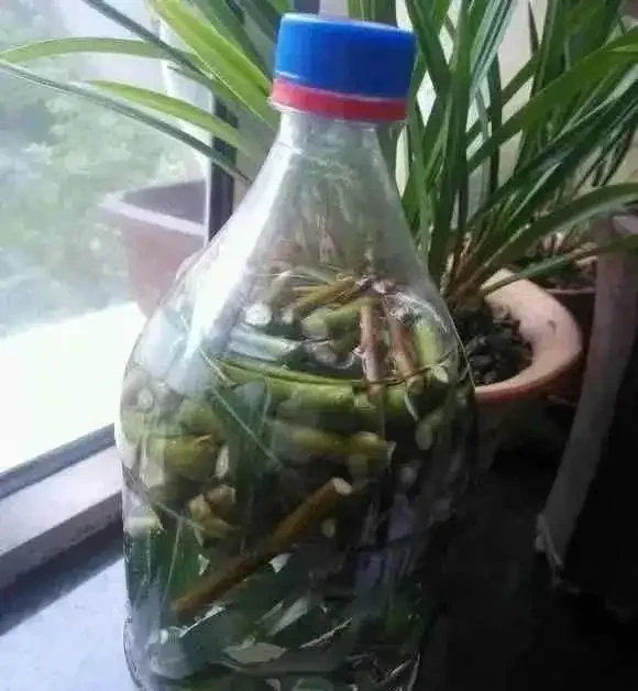 春天養發財樹，經常澆這3種水，葉子綠油油的，越養越精神！