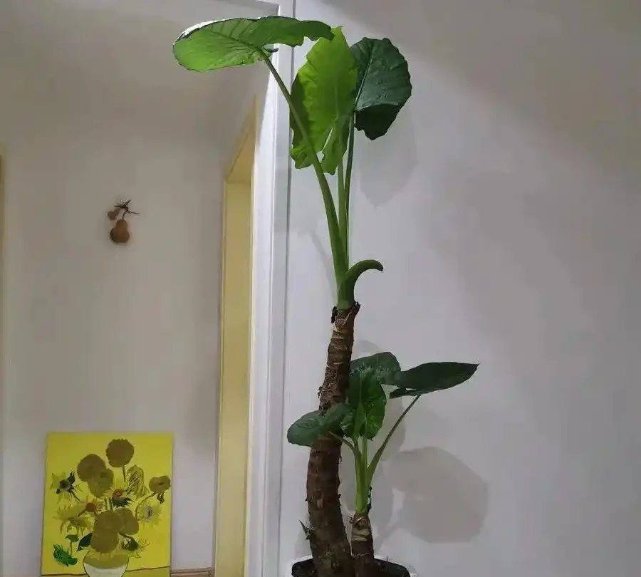 都說海芋有毒，為什麼還有人在養？看完本文你就懂了！