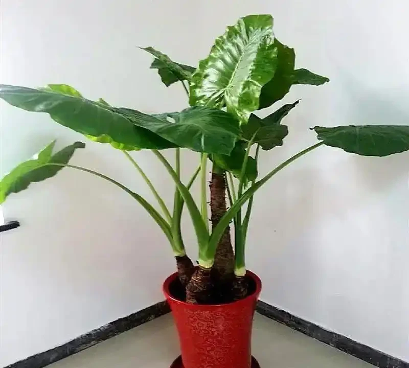 都說海芋有毒，為什麼還有人在養？看完本文你就懂了！