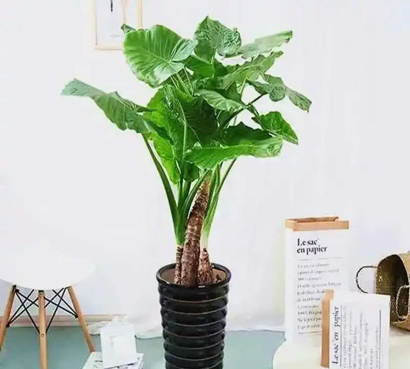 都說海芋有毒，為什麼還有人在養？看完本文你就懂了！