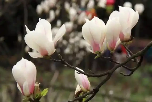 北方院子可以栽3種耐寒樹,低投入能賞花,養上幾十年會有大收穫