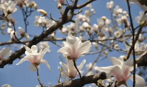 北方院子可以栽3種耐寒樹,低投入能賞花,養上幾十年會有大收穫