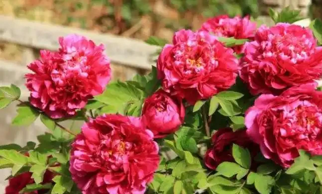 北方院子可以栽3種耐寒樹,低投入能賞花,養上幾十年會有大收穫