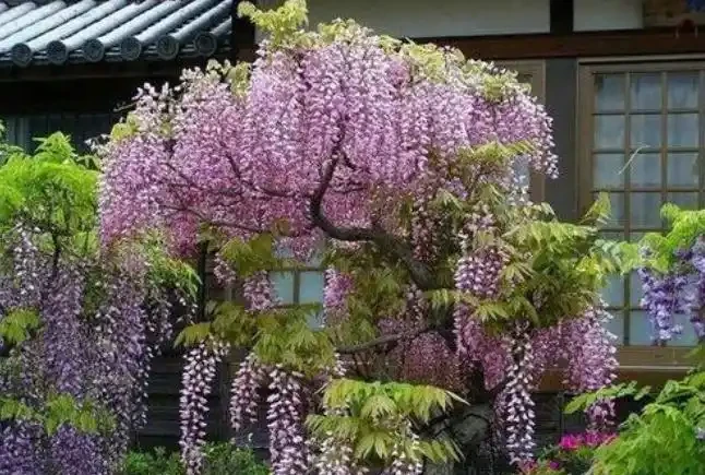 北方院子可以栽3種耐寒樹,低投入能賞花,養上幾十年會有大收穫