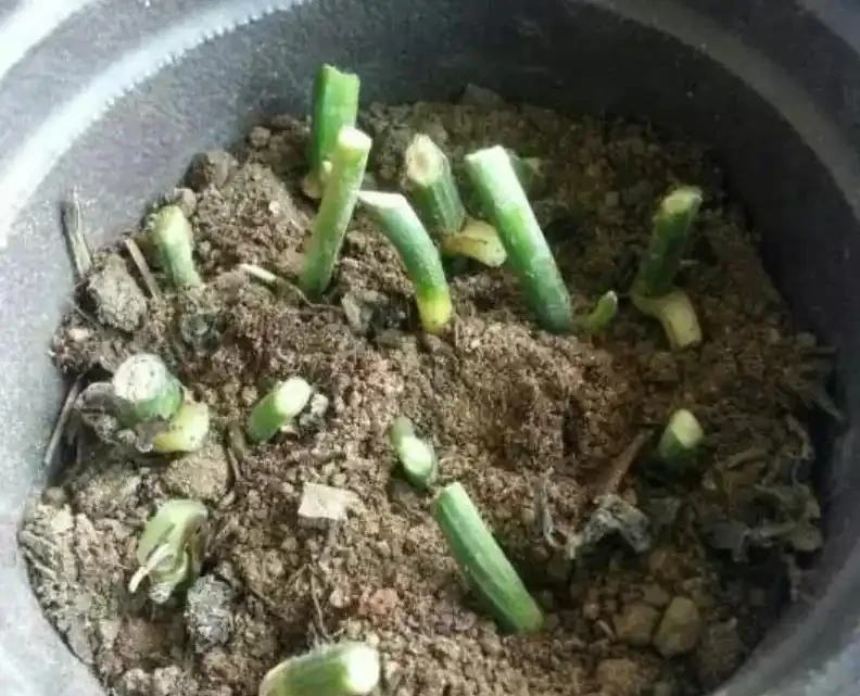 黃金葛繁殖竅門:一片葉子也能養出一大盆,關鍵做好這三點