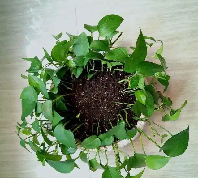 黃金葛繁殖竅門:一片葉子也能養出一大盆,關鍵做好這三點