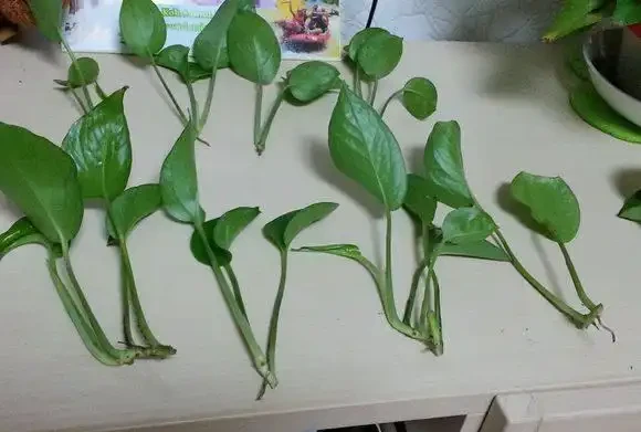 黃金葛繁殖竅門:一片葉子也能養出一大盆,關鍵做好這三點