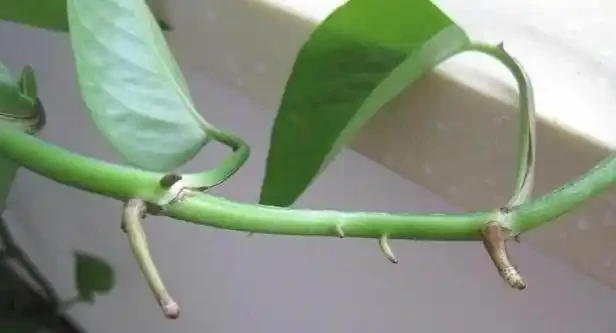 黃金葛繁殖竅門:一片葉子也能養出一大盆,關鍵做好這三點