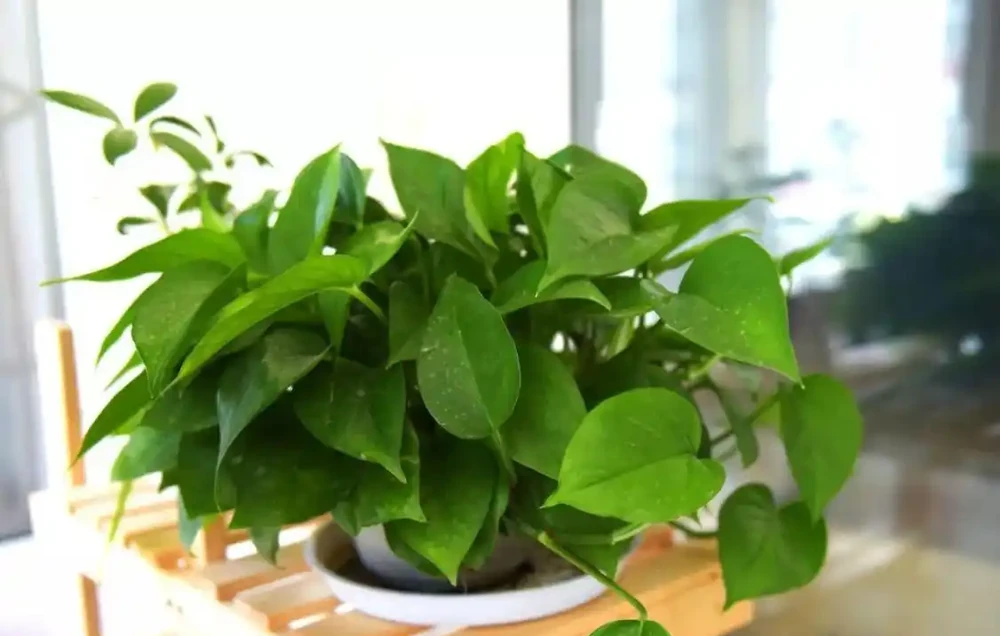 黃金葛葉子耷拉，該怎麼補救？