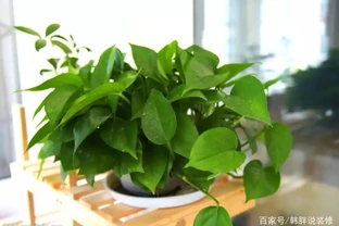 黃金葛葉子耷拉，該怎麼補救？