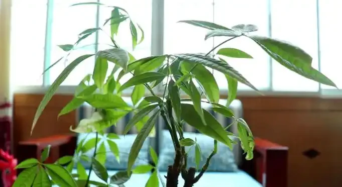 發財樹腐根彆著急,下手「狠一點」,掌握好技巧,40天長滿新根
