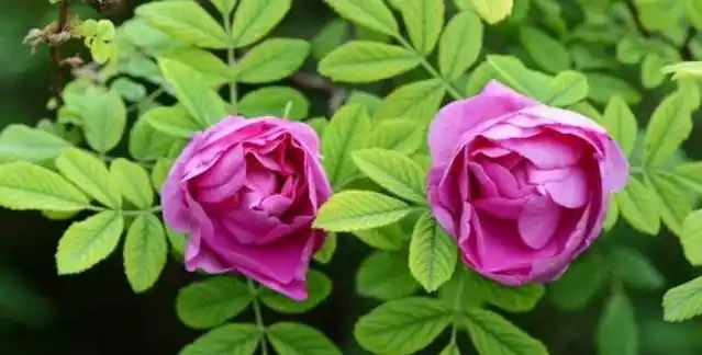 玫瑰、玫瑰、薔薇哪一種比較好種成活?