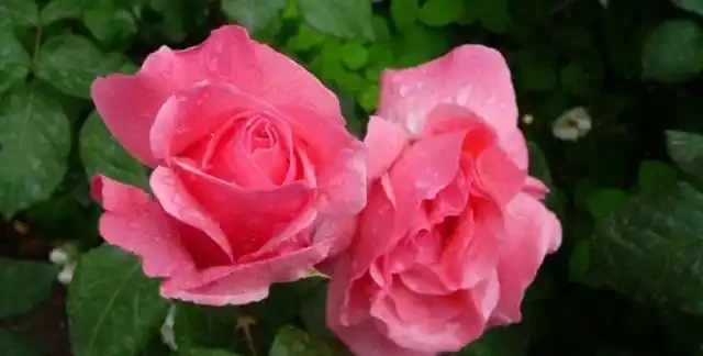 玫瑰、玫瑰、薔薇哪一種比較好種成活?