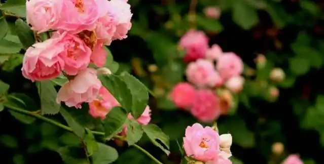 玫瑰、玫瑰、薔薇哪一種比較好種成活?