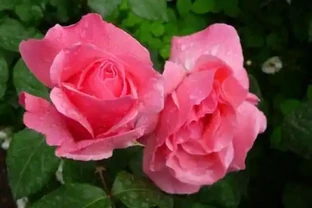 玫瑰、玫瑰、薔薇哪一種比較好種成活？