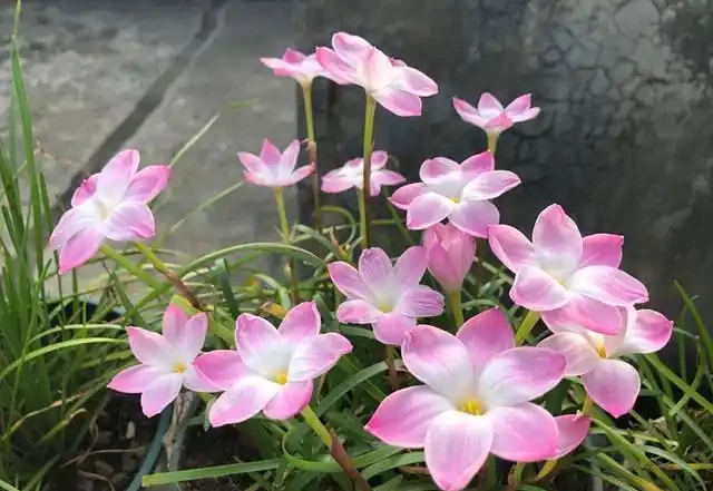 淘米水澆花需謹慎,別直接澆施,不然還要及時去補救,很麻煩