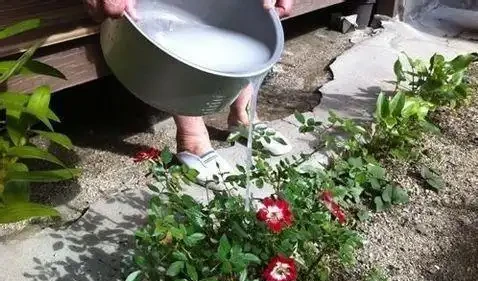 淘米水澆花需謹慎,別直接澆施,不然還要及時去補救,很麻煩