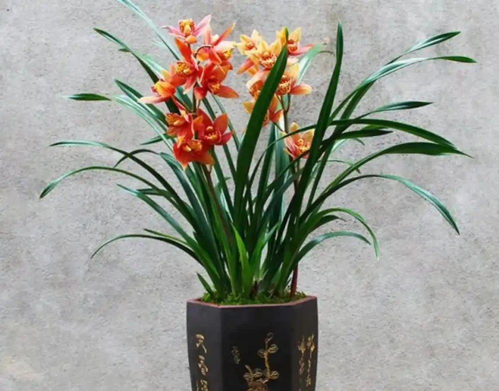 蘭花的葉片發黃幹尖怎麼辦?
