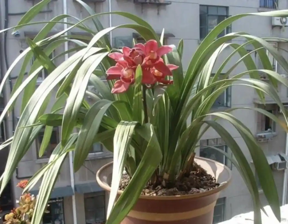 蘭花的葉片發黃幹尖怎麼辦?