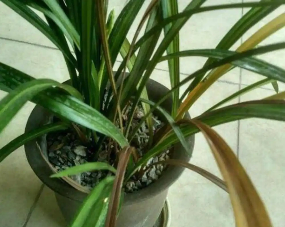 蘭花的葉片發黃幹尖怎麼辦?