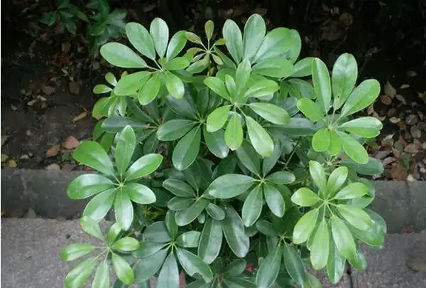 花盆塞了一堆「泡沫」,養花黃葉又腐根,是好事還是「貓膩」?