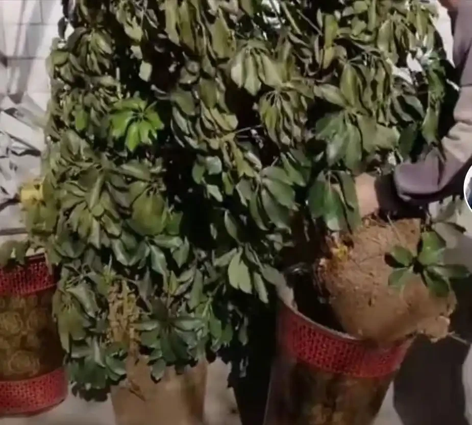 花盆塞了一堆「泡沫」,養花黃葉又腐根,是好事還是「貓膩」?