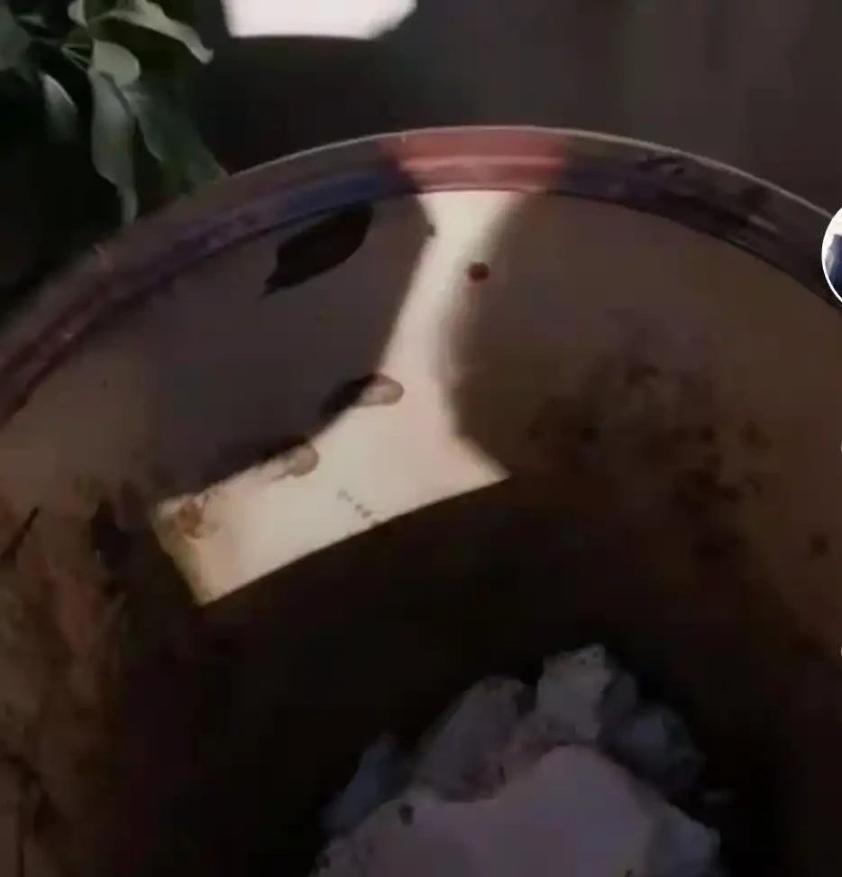 花盆塞了一堆「泡沫」,養花黃葉又腐根,是好事還是「貓膩」?