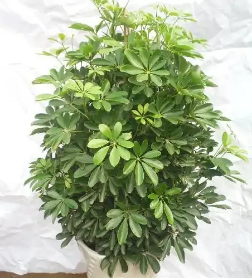 花盆塞了一堆「泡沫」,養花黃葉又腐根,是好事還是「貓膩」?
