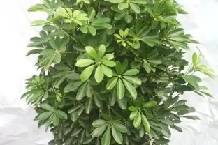 花盆塞了一堆「泡沫」，養花黃葉又腐根，是好事還是「貓膩」？