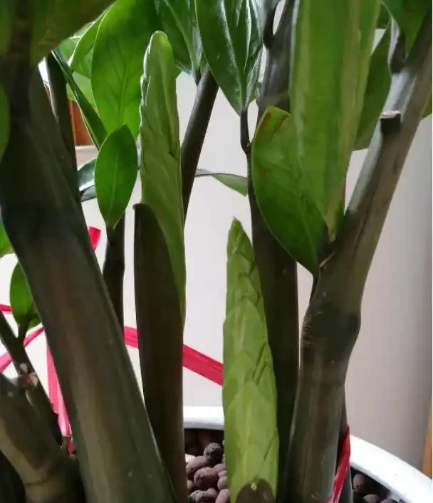 雪鐵芋愛「吃」兩種肥，喂對了，新芽成雙成對