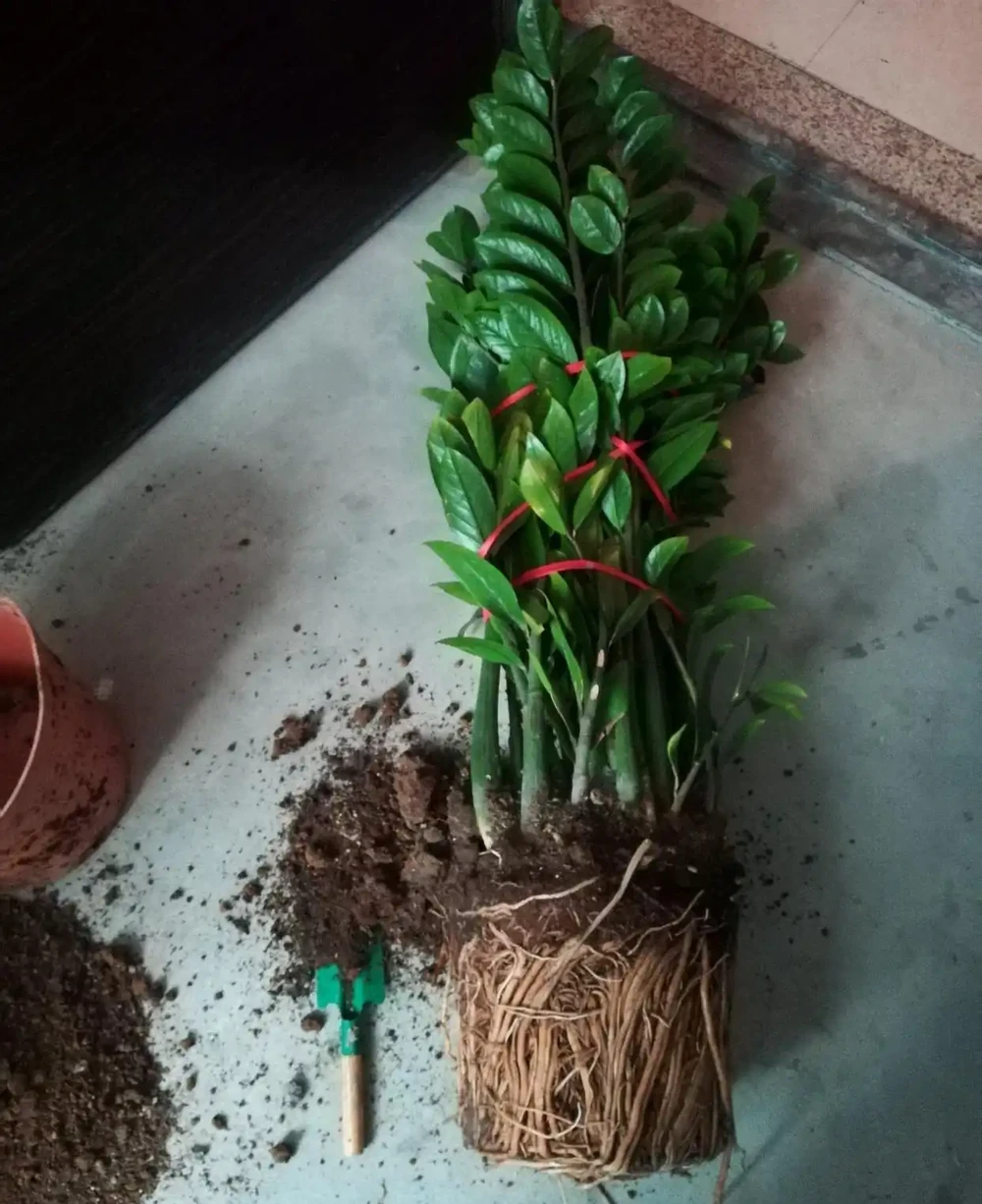 雪鐵芋愛「吃」兩種肥，喂對了，新芽成雙成對