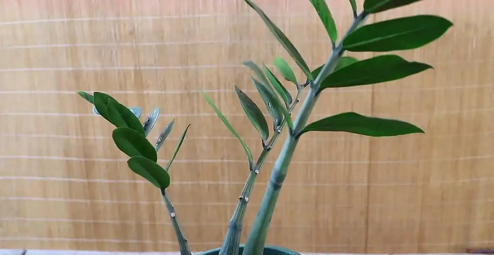 雪鐵芋愛「吃」兩種肥，喂對了，新芽成雙成對