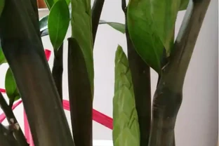 雪鐵芋愛「吃」兩種肥，喂對了，新芽成雙成對